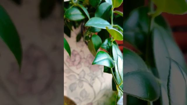 цветущий эсхинантус мона лиза смотреть онлайн