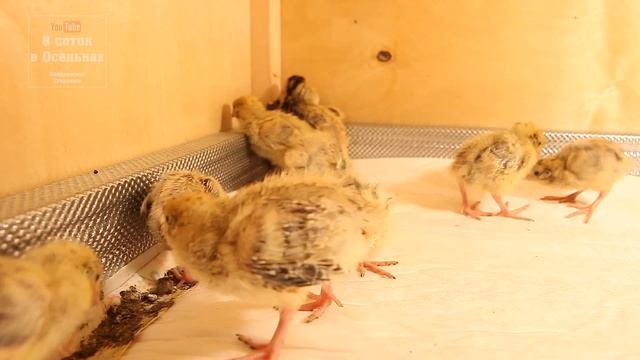 Первые перепелята в брудере. Кормушка и поилка для перепелят! смотреть онлайн