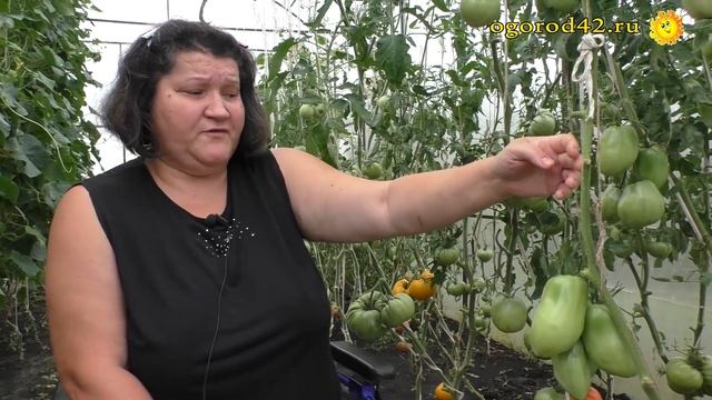 Оценка сортов томатов опытной огородницей смотреть онлайн