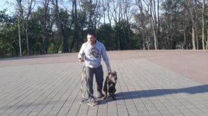 Дрессировка собаки самостоятельно. Урок 2 Выдержка при команде сидеть.