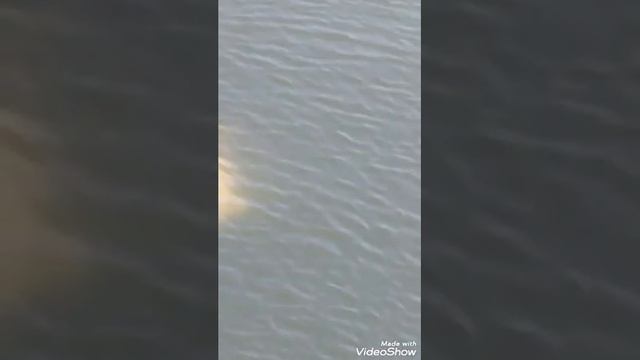 Кит Белуха зашел в устье реки Сучан смотреть онлайн