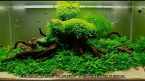 Оформление аквариума, дизайн аквариума: идеи, фото. Фон для аквариума своими руками: схема изготов.