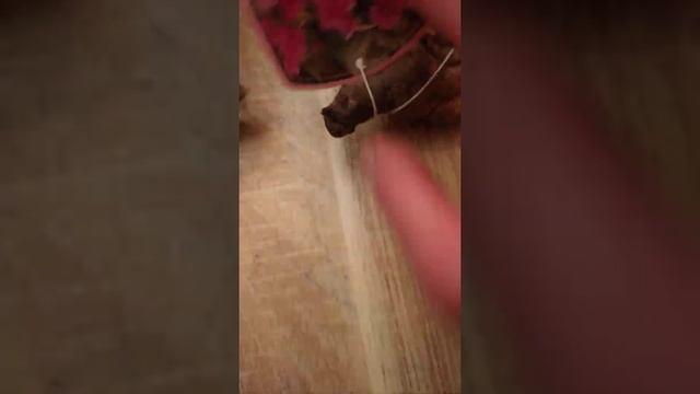 vivaces et annuels pour Mars смотреть онлайн