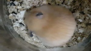 Чем сточить зубы хомячку ?