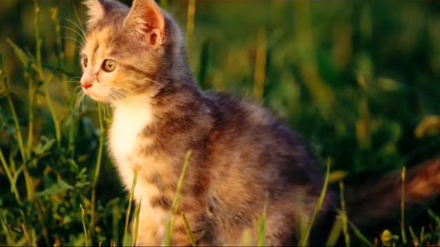 Помощь бездомным животным смотреть онлайн