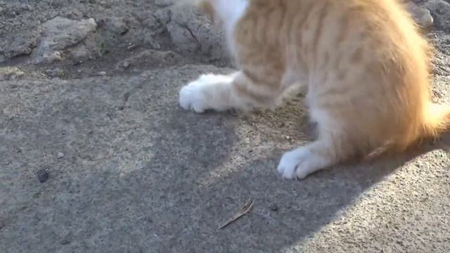 ВИДЕО ДЛЯ ДЕТЕЙ!!!ПЕРВАЯ ОХОТА РЫЖИКА!!!КОТ ПРОТИВ ОГРОМНОЙ КРЫСЫ!!! смотреть онлайн