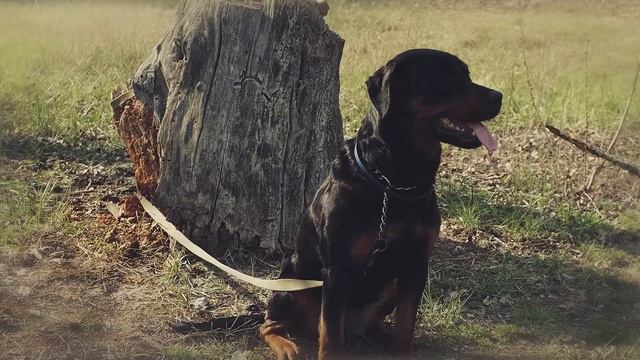 This Is How Territorial These Dogs Can Get смотреть онлайн