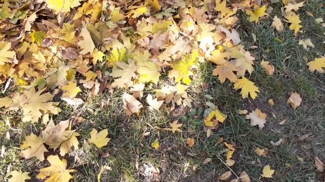 "Осыпаются астры в садах... смотреть онлайн