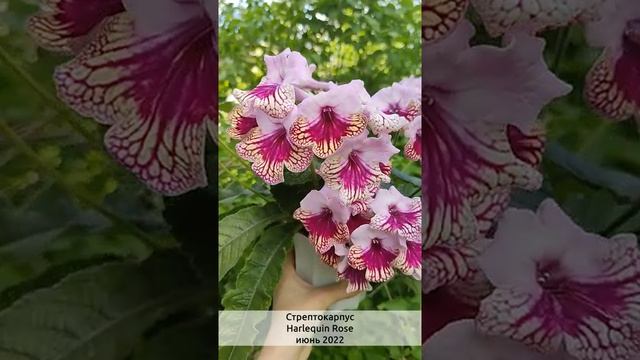 ЦВЕТЕНИЕ стрептокарпуса Harlequin Rose В ИЮНЕ смотреть онлайн