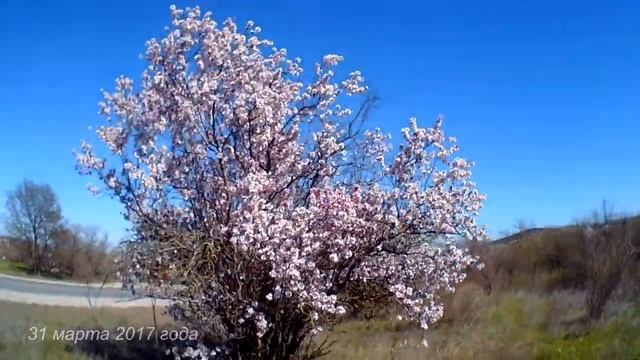 Крымская сакура - белый и розовый миндаль смотреть онлайн