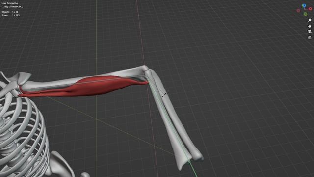 Blender - Риг бицепса
