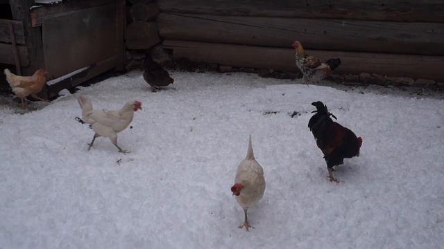 Курицы и зима смотреть онлайн