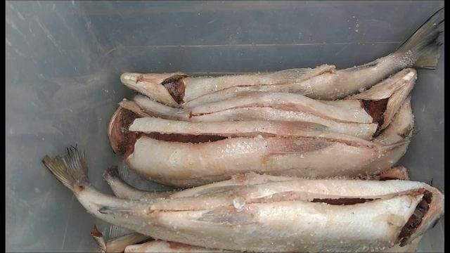 СИГ холодного копчения в электростатической коптильне уэк смотреть онлайн