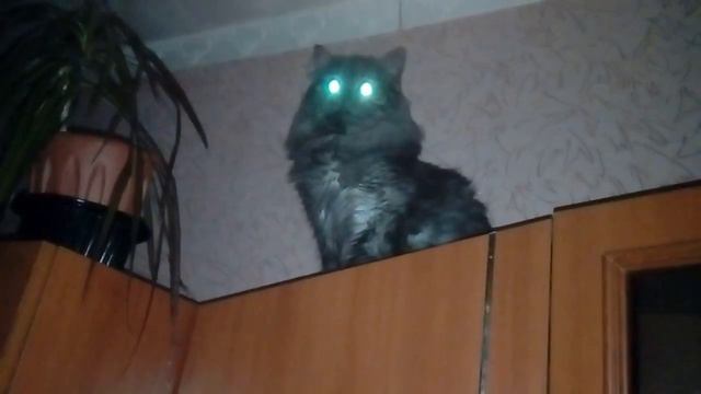 Смотрите не пугайтесь. Ночной дозор в действии. Кот филин. Ночное видение в действии. смотреть онлайн