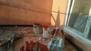 Как сделать «Короед» в цвете без покраски. Колеровка Короеда.
