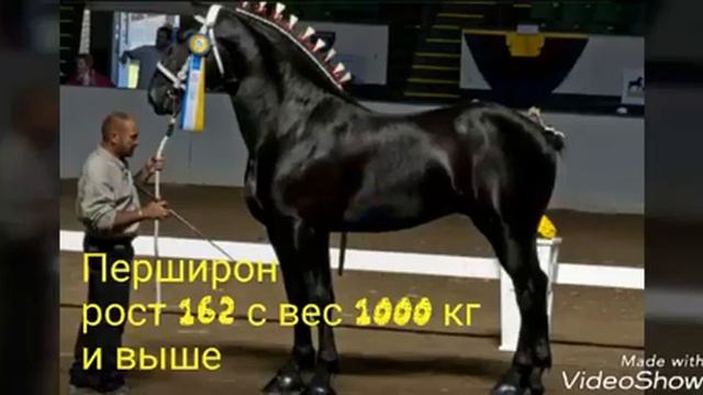 ТОП 10 САМЫХ БОЛЬШИХ ЛОШАДЕЙ смотреть онлайн