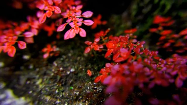 Sony a3500 Video test смотреть онлайн