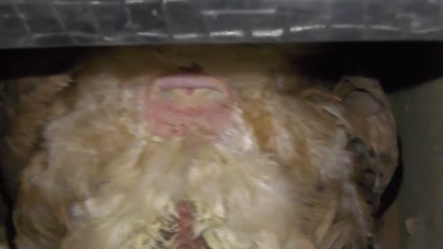 How chickens lay eggs смотреть онлайн