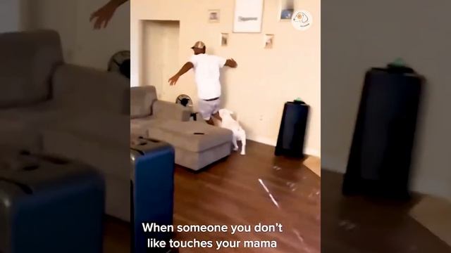 Смешные животные #141.mp4 смотреть онлайн