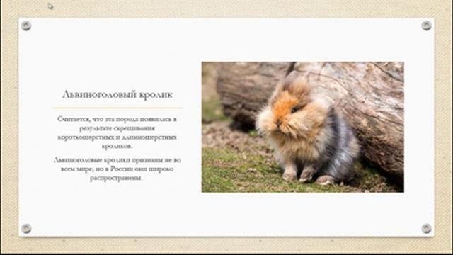 Декоративные кролики. Самые популярные породы. смотреть онлайн