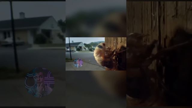 МОНСТР В МИРЕ НАСЕКОМЫХ 🦗#научпоп #образование #вмиреживотных