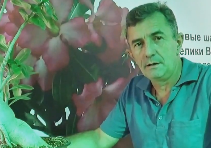 адениумы прививка флет.mp4