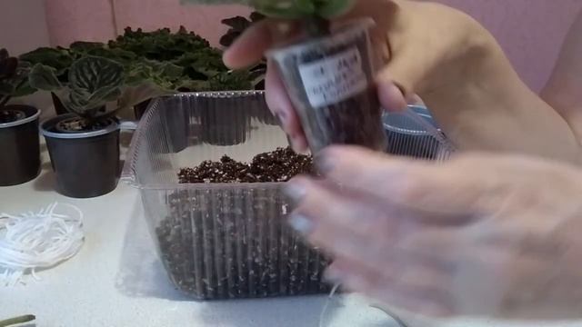 Фиалки, пересадка после обработки от клеща смотреть онлайн