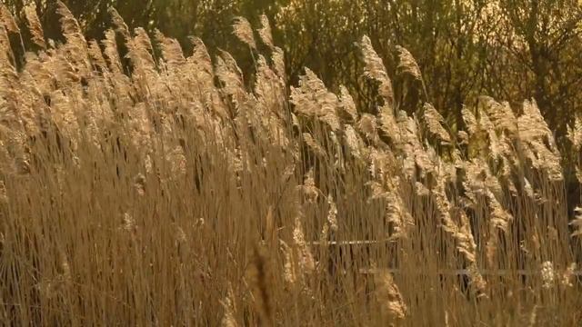 Бабай амбар | Страшные истории про деревню смотреть онлайн