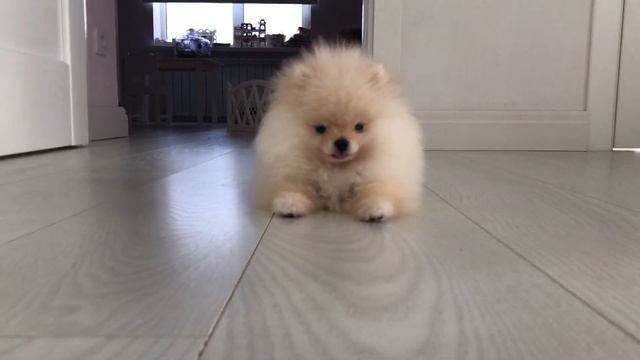 Померанский шпиц - О породе - Как выбрать щенка Померанского шпица? смотреть онлайн