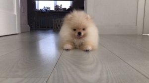 Померанский шпиц - О породе - Как выбрать щенка Померанского шпица?