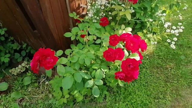 Июль/ Обзор участка/ Огурцы пошли/ Дача быстро зарастает смотреть онлайн