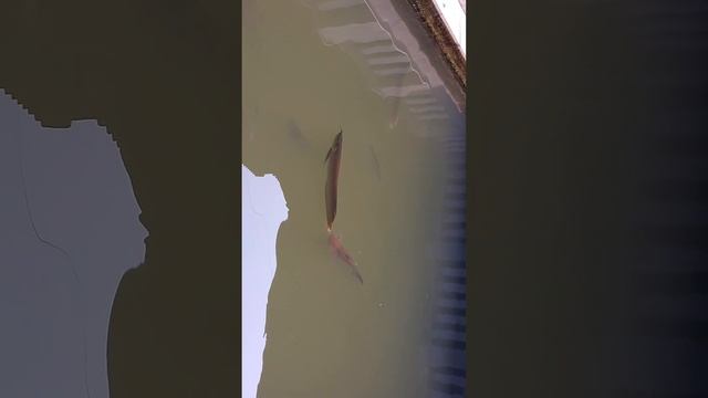 giant black arowana | gaint aquarium shark fish | tropical aquarium fish #shorts #arowana #shark смотреть онлайн