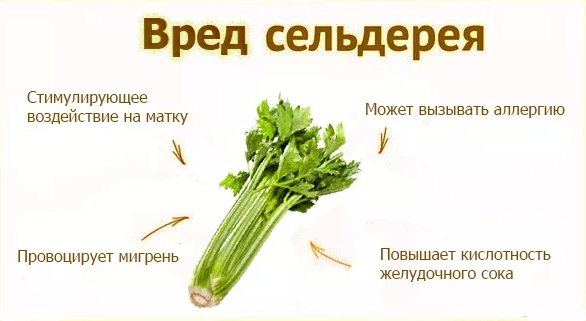 СЕЛЬДЕРЕЙ польза и вред для человека.Противопоказания к употреблению сельдерея.mp4