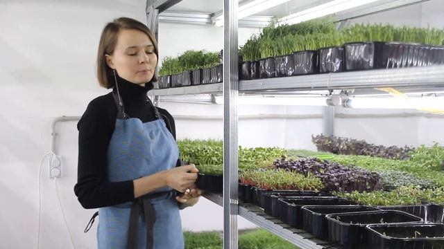 Микрозелень. Самая популярная на рынке микрозелень. смотреть онлайн