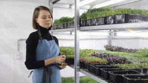 Микрозелень. Самая популярная на рынке микрозелень.