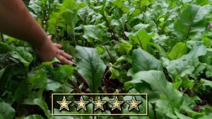 Ягоды, зелень и овощи которые можно посадить в тени