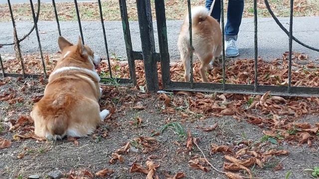 Корги и другие собаки смотреть онлайн