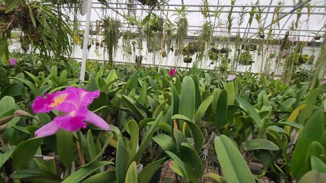What 's blooming in Paradise Orchids. Nursery tour. смотреть онлайн