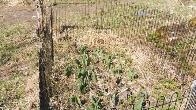 Щенки породы ЧИХУАХУА на ПРОГУЛКЕ с мамами, папами, бабушками, дедушками 20.04.23 #купитьчихуахуа смотреть онлайн