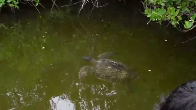 4 11 11 Galapagos Santa Cruz Black Turtle Cove смотреть онлайн