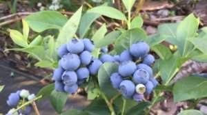 ЖИЗНЬ в ГЛУХОЙ ДЕРЕВНЕ.БЕЛАРУСЬ. Сорт голубики Эрлиблю (Earliblue). . Ранний сорт голубики