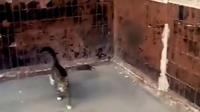 Как я КОТА УГОВАРИВАЛ съесть КРЫСУ! смотреть онлайн