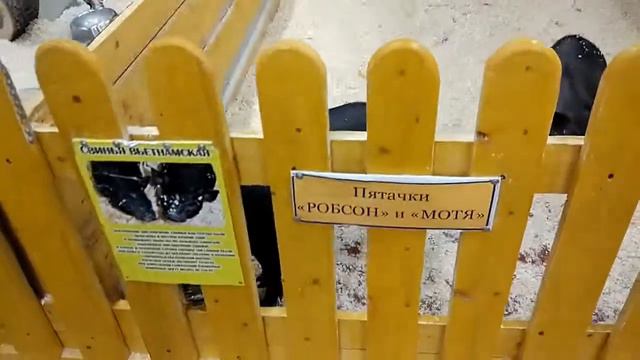 Контактный зоопарк Смоленск смотреть онлайн