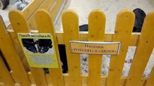 Контактный зоопарк Смоленск