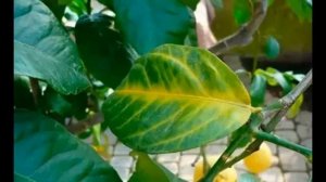 ПОЧЕМУ- Желтеют  листья у лимона / чем подкормить лимон / причины болезни лимона