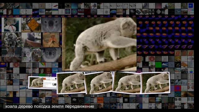 У коал заметили обезьянью походку смотреть онлайн