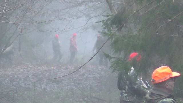 Загонная охота. Кабаны. 18 декабря 2016г. смотреть онлайн