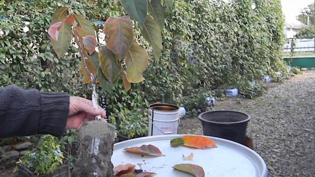 Саженцы хурмы от Степана Михайловича. Рекомендации по посадке. смотреть онлайн