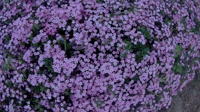 Jabonera Rocosa / Saponaria ocymoides 4k Ultra HD смотреть онлайн