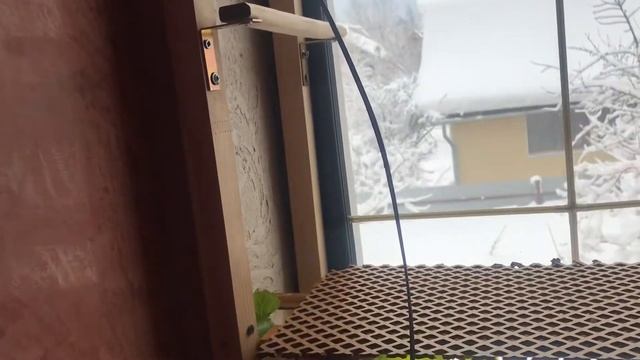 КАК Я ВЫРАЩИВАЮ РАССАДУ НА ПОДОКОННИКЕ смотреть онлайн